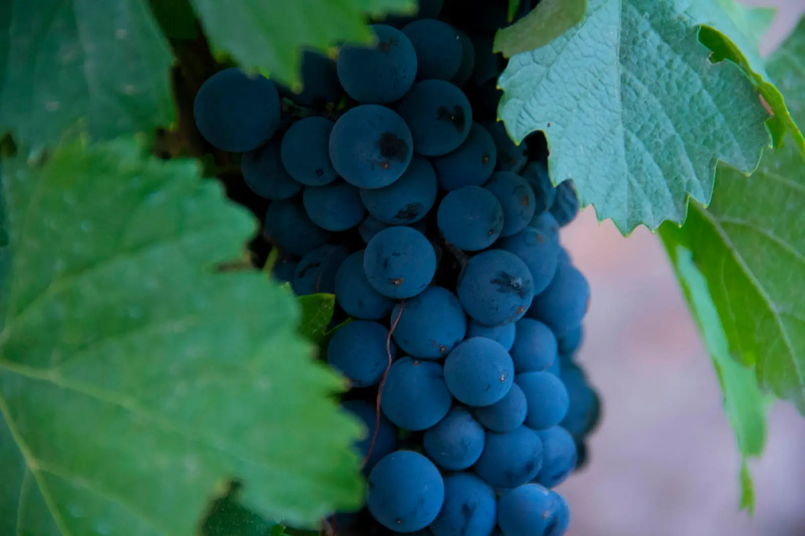 Valle de Uco, Mendoza