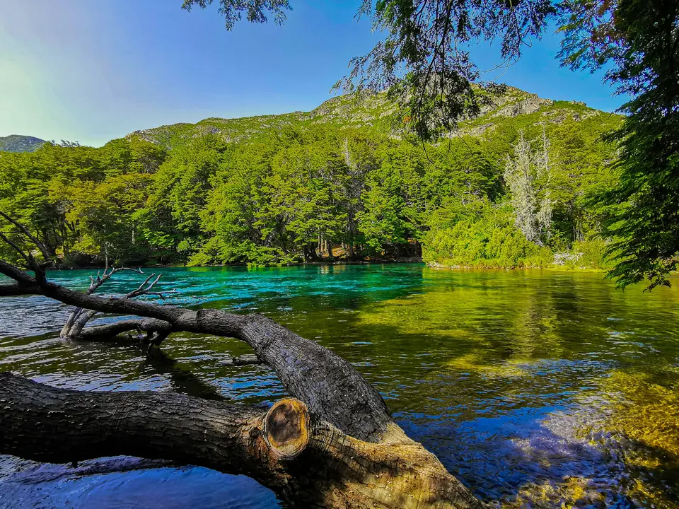 a fallen tree in the middle of a lake — Bariloche
