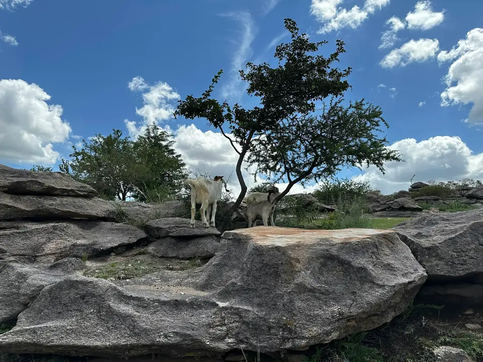 a couple of goats standing on top of a rocky hillside — Córdoba