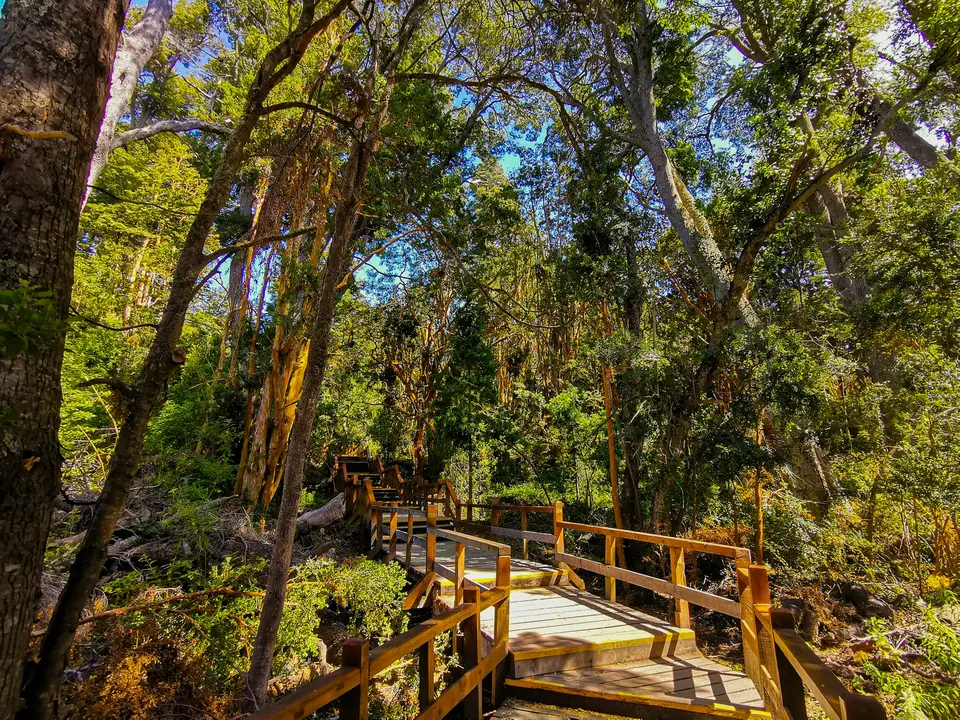 a wooden bridge in the middle of a forest — Villa La Angostura