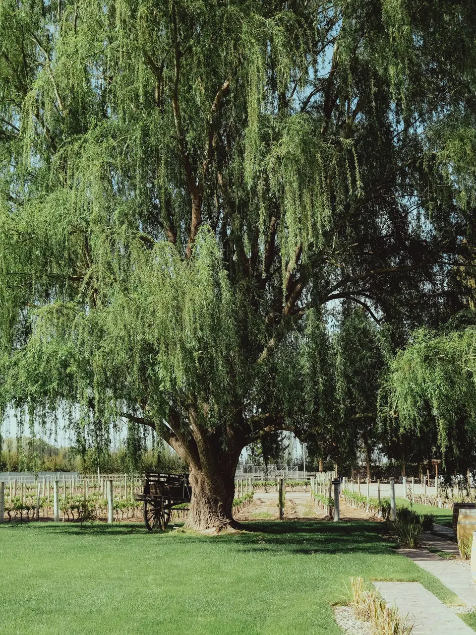 Winery photography · Cafayate — 4
